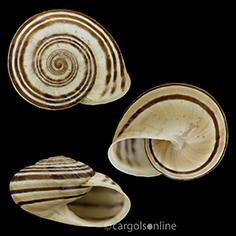 IMG_detallada/Iberus splendidus.jpg